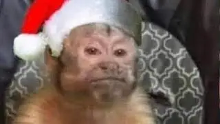 MILAGRITOS de NAVIDAD 🤧🎅🏼🎄