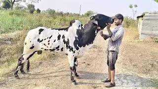 90112 80288 కోడె మహారాష్ట్ర bulls for maharastra पड़े महाराष्ट्र