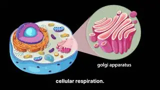 Cell Structure Explained