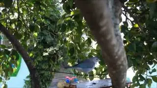 Sayaca Tanager Tangara sayaca