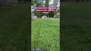 Birds don&rsquo;t like mowing! #lawn #grass #birds #nestingbird #barnswallow #birdsflying