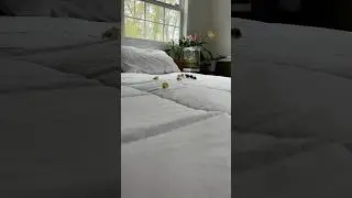 My mini stampede this morning across my bed 😂💙 #funny #buttonquail #cuteanimals #babyanimals #cute
