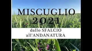 🍀🌾 MISCUGLIO - dallo Sfalcio all'Andanatura HD