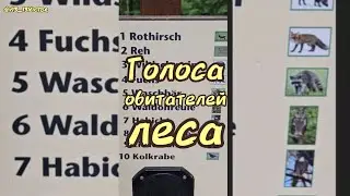 Голоса обитателей леса / The voices of the inhabitants of the forest