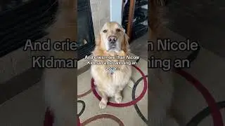Who thinks I&rsquo;m a good boy?! #storytime #voiceover #doghumor #funnydog #funnydogvideos #funnyvideo
