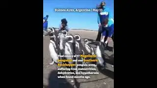 Too #cute! A huddle of 18 penguins rescued return to ocean