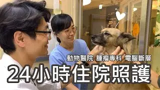 吉米哈利動物醫院（台中地區重症照護、狗貓腫瘤癌症治療、電腦斷層掃描影像中心）24小時重症照護ICU狗狗貓咪專業分科心臟腫瘤眼科外科家醫中獸醫預防醫學皮膚內分泌腫瘤外科骨科神經外科牙科內視鏡微創手術