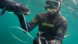 Pesca submarina en Asturias. Verano 2024