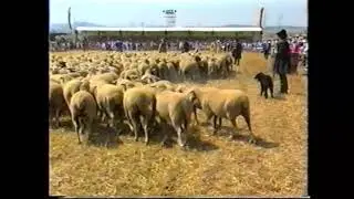 Der Markgröninger Schäferlauf 1985 | Fanfarenzug Markgröningen