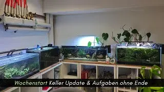 Wochenstart -Keller Update Mitte Dezember und Aufgaben ohne Ende #aquaristik