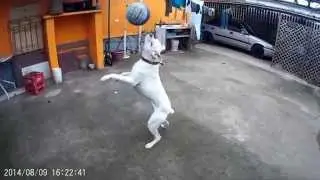 Boxer Albino Haciendo Ejercicio 4