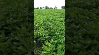 Rainy season farming | Black gram|# YouTube #shorts