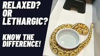 LETHARGIC vs RELAXED (reading snake body language)