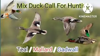 mix duck sound teal mallard gadwall showler call voice hunting sounds مڪس پکين جي شڪار جي آواز