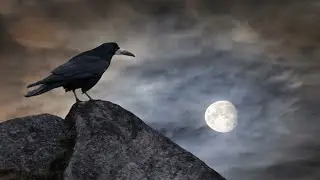 Birds as Omens when they Cross Your Path