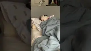 Adorable dog snoring through person's Zoom class.