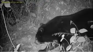 Tawi Wildlife Sanctuary a ramsa camera trap lakte