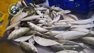 Inside Look: How Frozen Fish is Processed for Export Worldwide