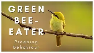 Green Bee-eater Preening Behaviour