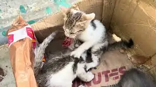 Tiny kittens fighting over one piece of chicken 🍗 | #cat #catlovers #catvideos #catlife #catfighting