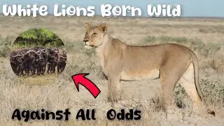 🦁 White Lions Born Wild: | Against All Odds | Nature Documentary 🌱🦒