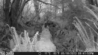 Hapimp Trail Camera video footage of Racoon crossing log bridge.