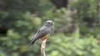 Swallow-winged Puffbird