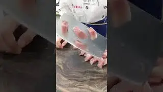 Amazing cooking 288