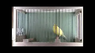 Gesangskanarienvogel Timbrado Espanol Classico.