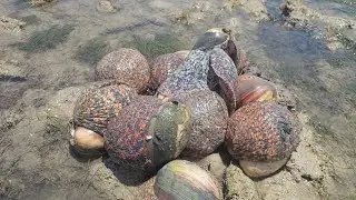 Collecting giant sea snails