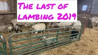 The last Of Lambing 2019