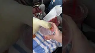 Duck Drinking Dunkin ASMR 2 #short