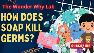 Science for Kids: How Does Soap Kill Bacteria and germs? | The Wonder Why Lab