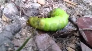 Ants attacking big green caterpillar