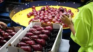 Red Sienna 2021 Harvest