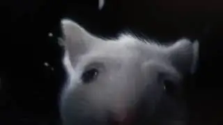 Stuart Little Escena De Gatos🐱🐁