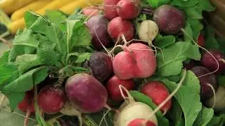 Fresh Veggies Day