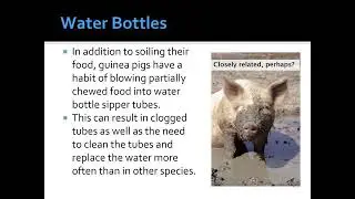 VT215 Guinea Pigs