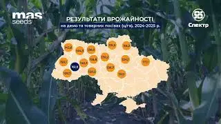 🌽 MAS 306.P — гібрид, що відповідає новим викликам і приносить стабільний результат.
