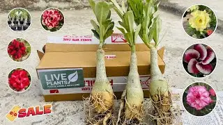 Buy latest Imported Varieties Of Adenium Plant Online || Adenium Plants Online Sale ||