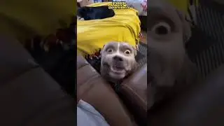 grappige dierenvideo's #shorts #shortvideo