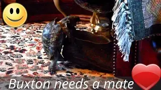 Tortoise having sex with shoe rolls onto his back lol