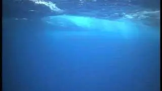 dolphin fish double on towcam