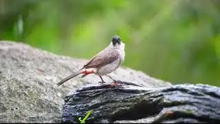 How the Sooty-headed Bulbul Sings by Ponds and Birdbaths