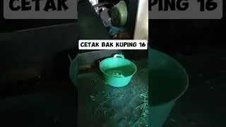 cetak bak kuping 16