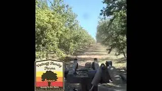 California Almond Harvest Shaking an Almond Tree!
