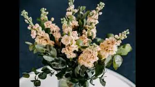 Matthiola symbolises Happiness and Joy