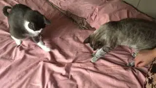 play time 😺💕