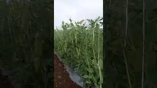 वटाणा लागवड