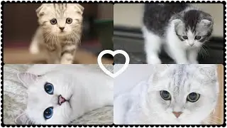 KEDİNİ HAZIRLA